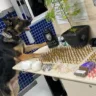 Cão da Força Tática ajuda policiais a fechar ponto de venda de drogas na Praia da Costa