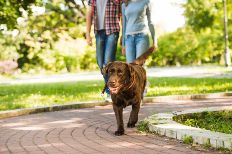 Conheça as doenças que os cachorros podem contrair em parques e como evitá-las