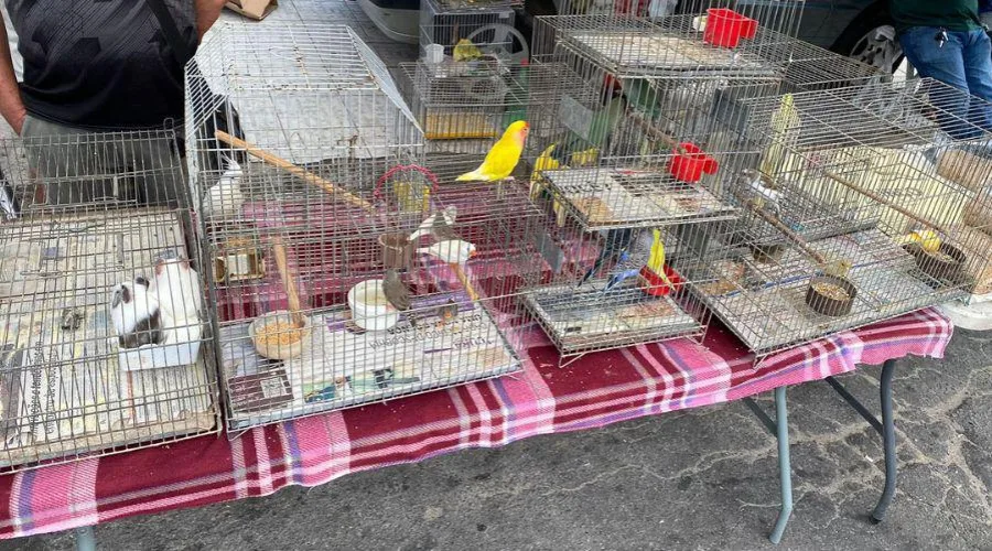 ​Aves exóticas e silvestres são apreendidas na feira de Aribiri, em Vila Velha