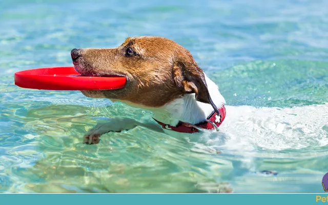 Ensinar seu cachorro a nadar aos poucos!