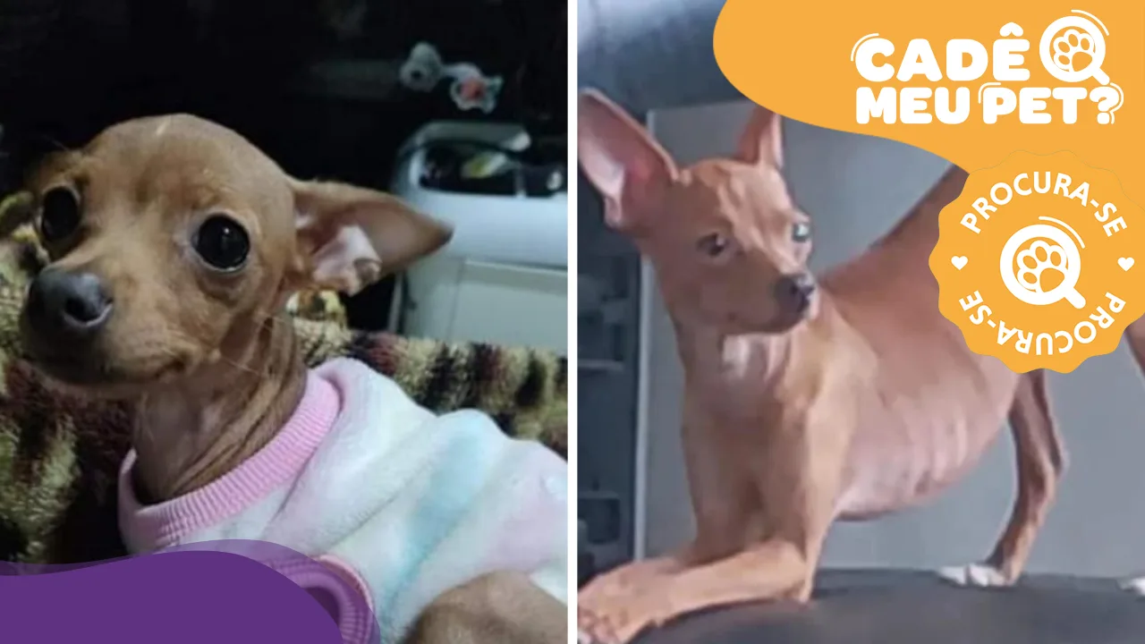 Você sabe onde está a Pitica? Pinscher desapareceu em Cariacica