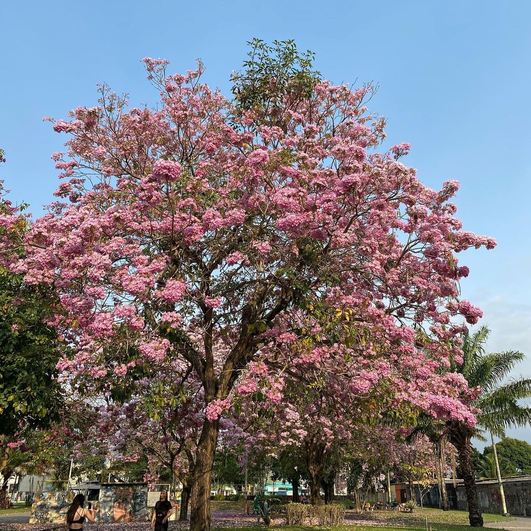 Mudanças climáticas podem afetar a floração dos ipês no Brasil?