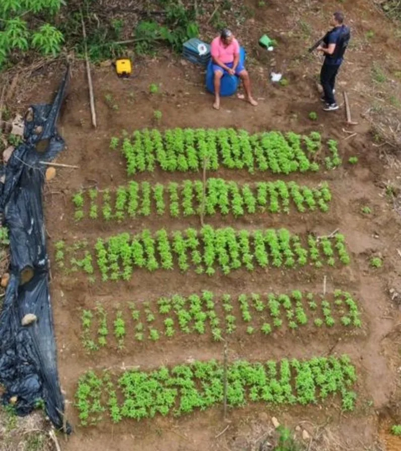 VÍDEO | Polícia destrói plantação com mil pés de maconha em Viana