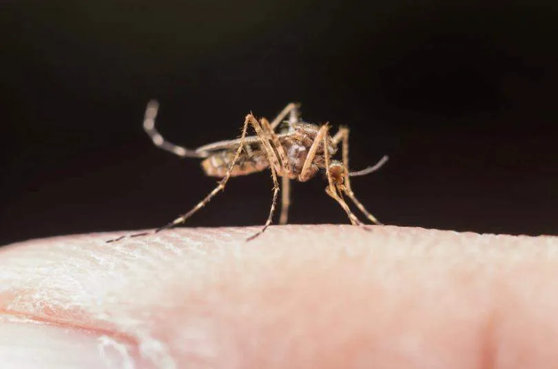 O que devo saber sobre a dengue?