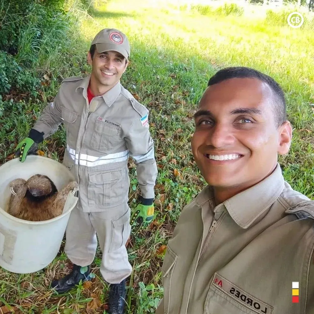 Bicho-preguiça é resgatado de telhado pelo Corpo de Bombeiros em Aracruz