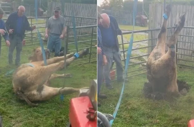 Vaca curiosa é encontrada de cabeça para baixo em buraco misterioso