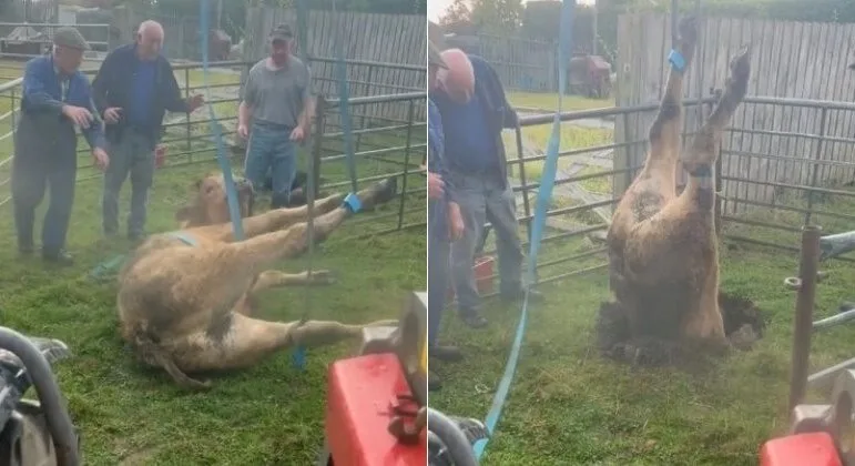 Vaca curiosa é encontrada de cabeça para baixo em buraco misterioso