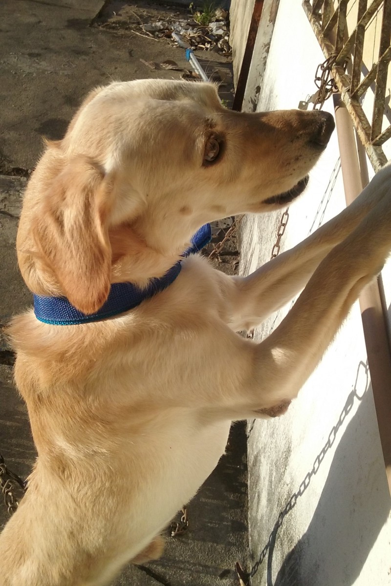 Bob está cheirosinho depois de um banho de domingo!