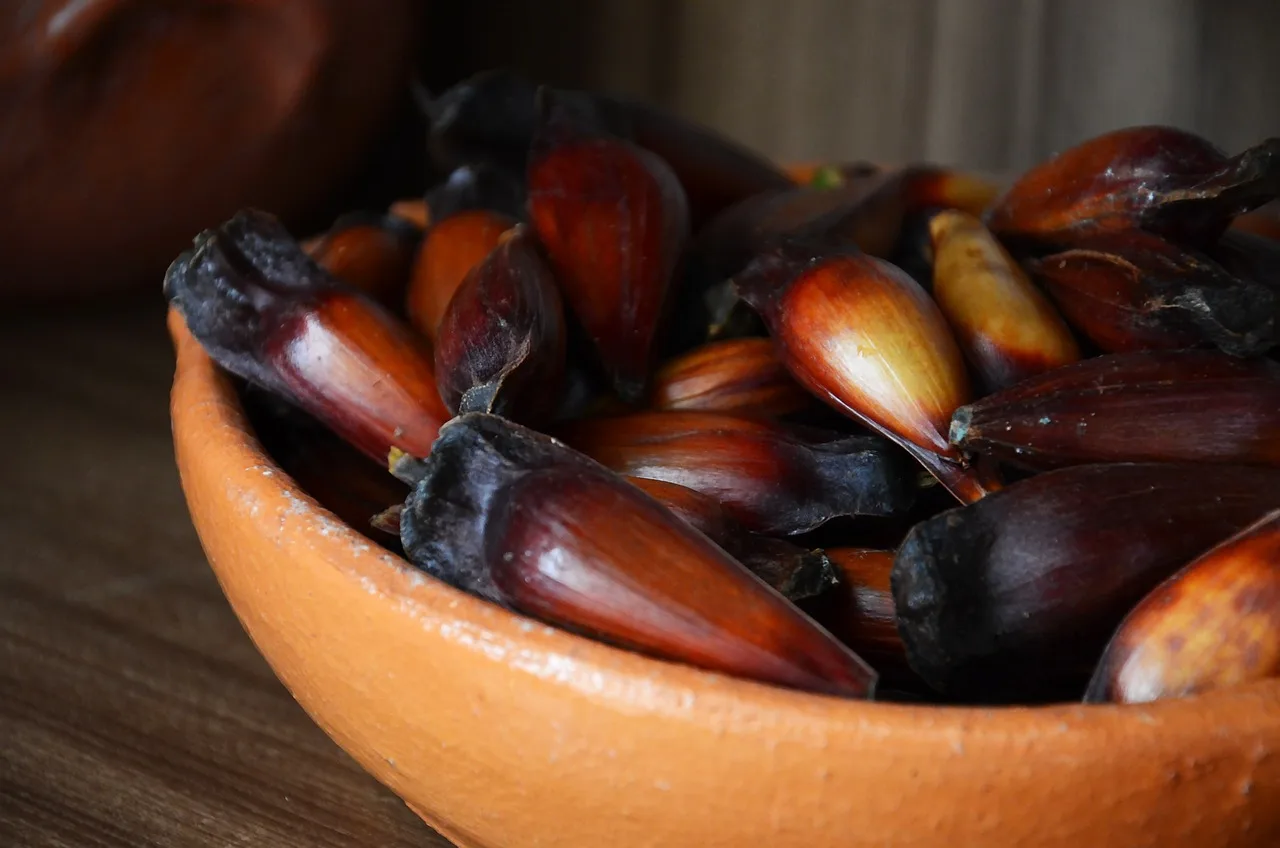 Pinhão: alimento nutritivo e funcional que vai além das calorias