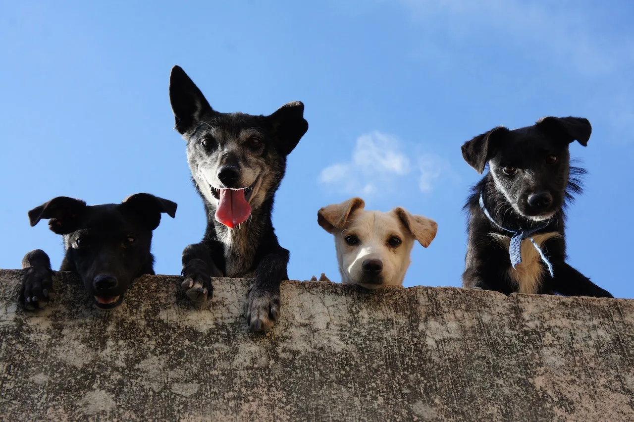 Calor: saiba quais são os erros que os donos cometem com os cães