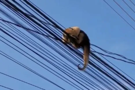 VÍDEO | Tamanduá que dormia em fios de rede elétrica é resgatado no Norte do ES