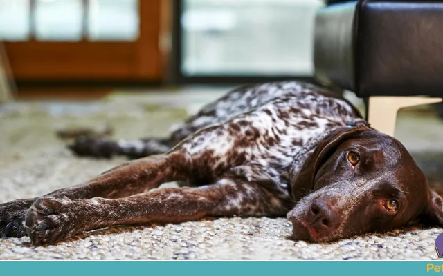 Importância de prevenir o câncer de próstata em cães