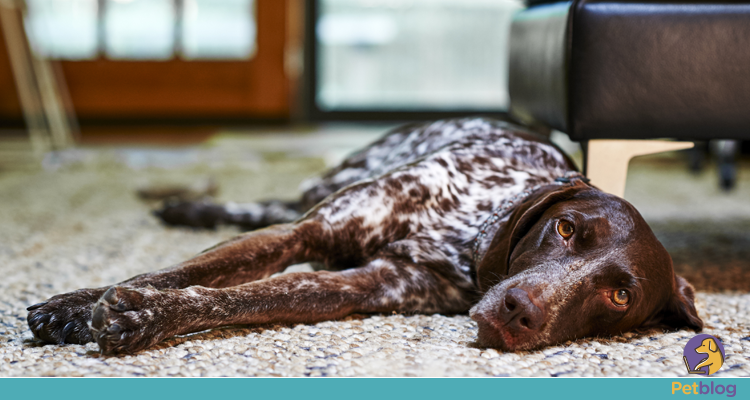 Importância de prevenir o câncer de próstata em cães