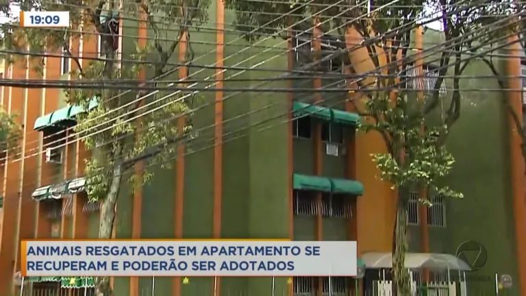 Cães resgatados de apartamento em Via Velha se recuperam bem e em breve poderão ser adotados