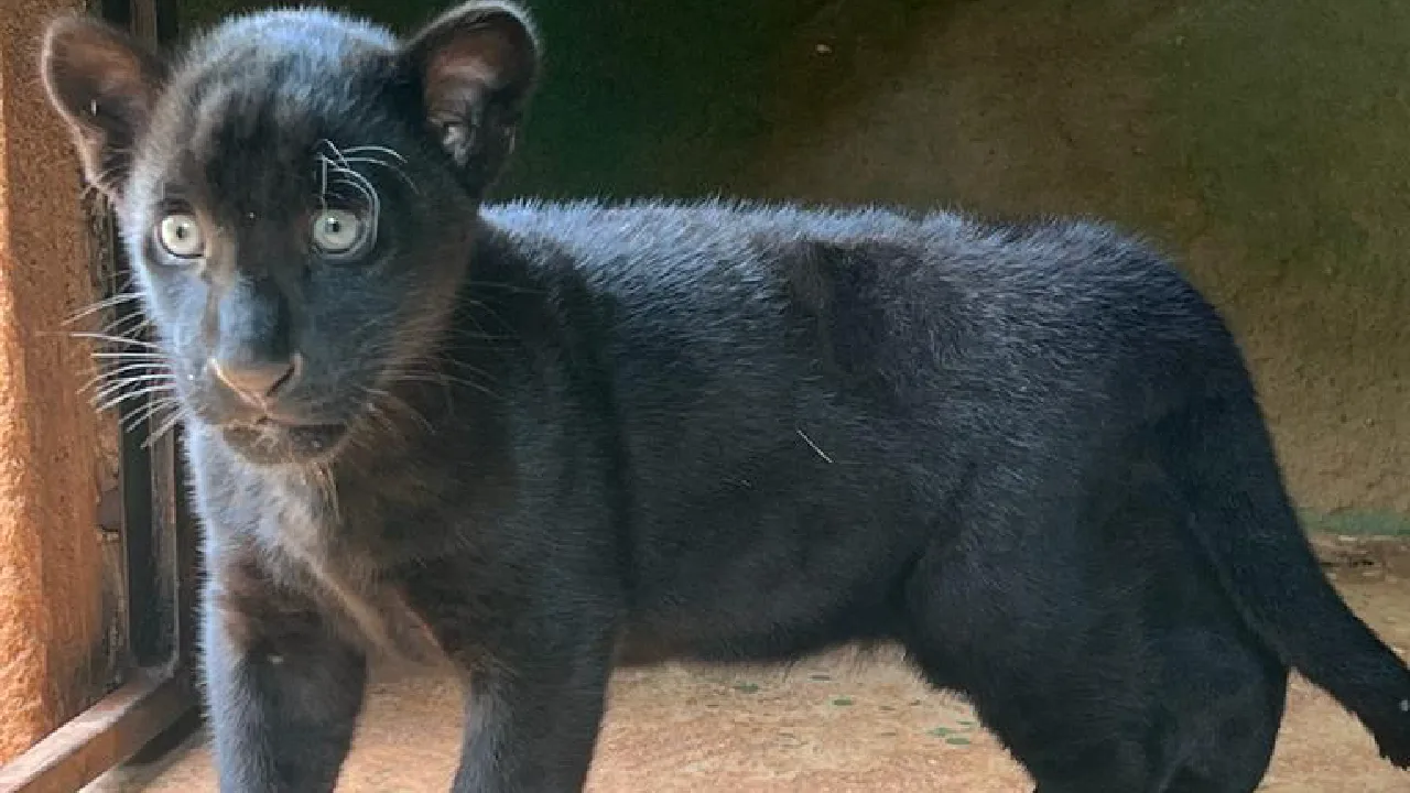 Panterinha! Depois de quase morrer, onça Juma vira atração em zoológico no ES