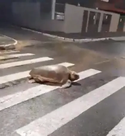 Tartaruga é flagrada "atravessando" faixa de pedestres em Aracruz