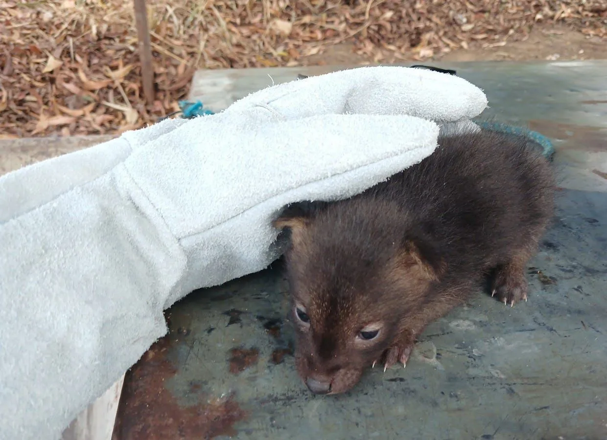 Filhote de cachorro-do-mato é resgatado na BR-101 em Sooretama