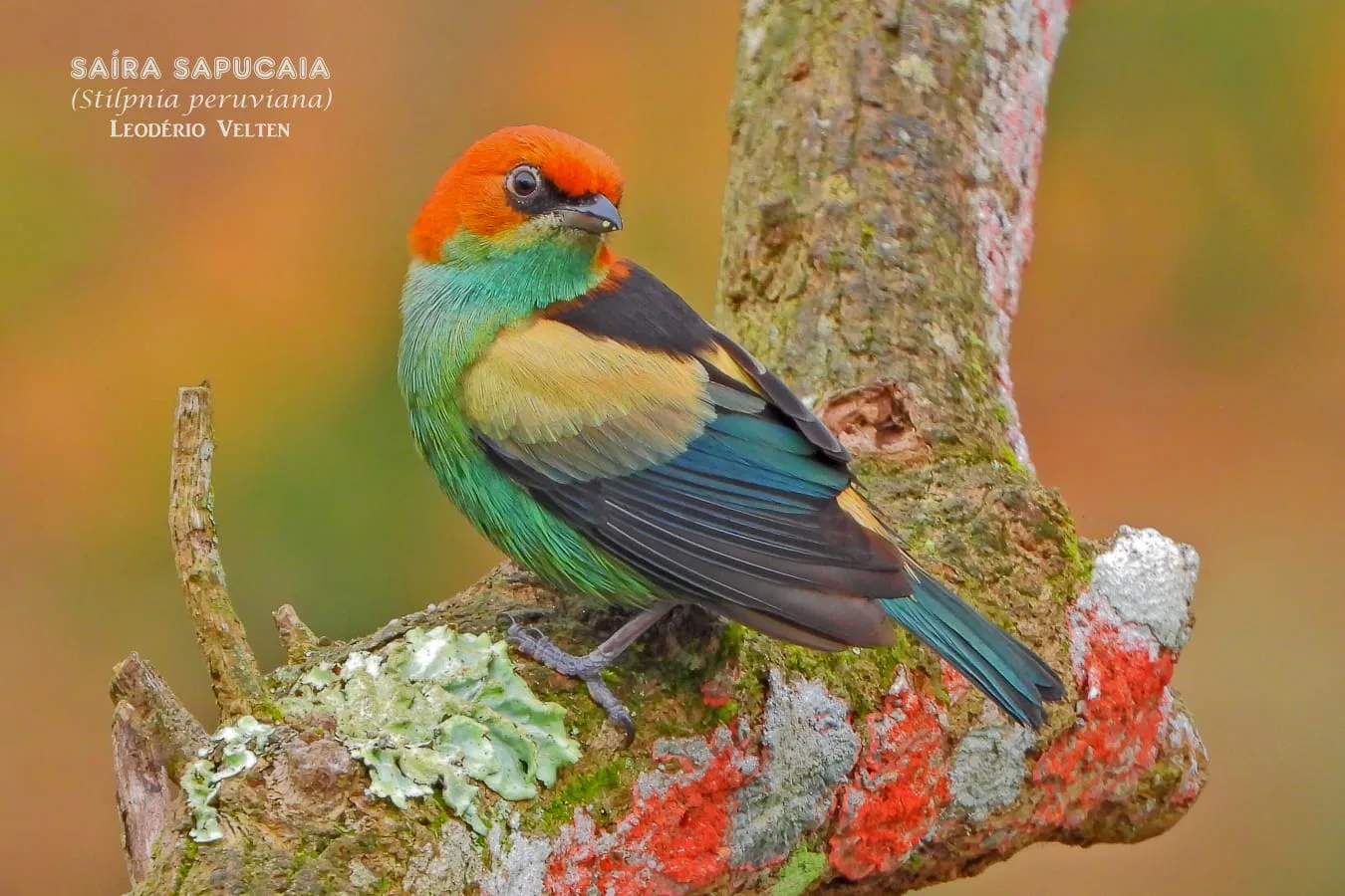 Exposição de fotografias de pássaros em Domingos Martins