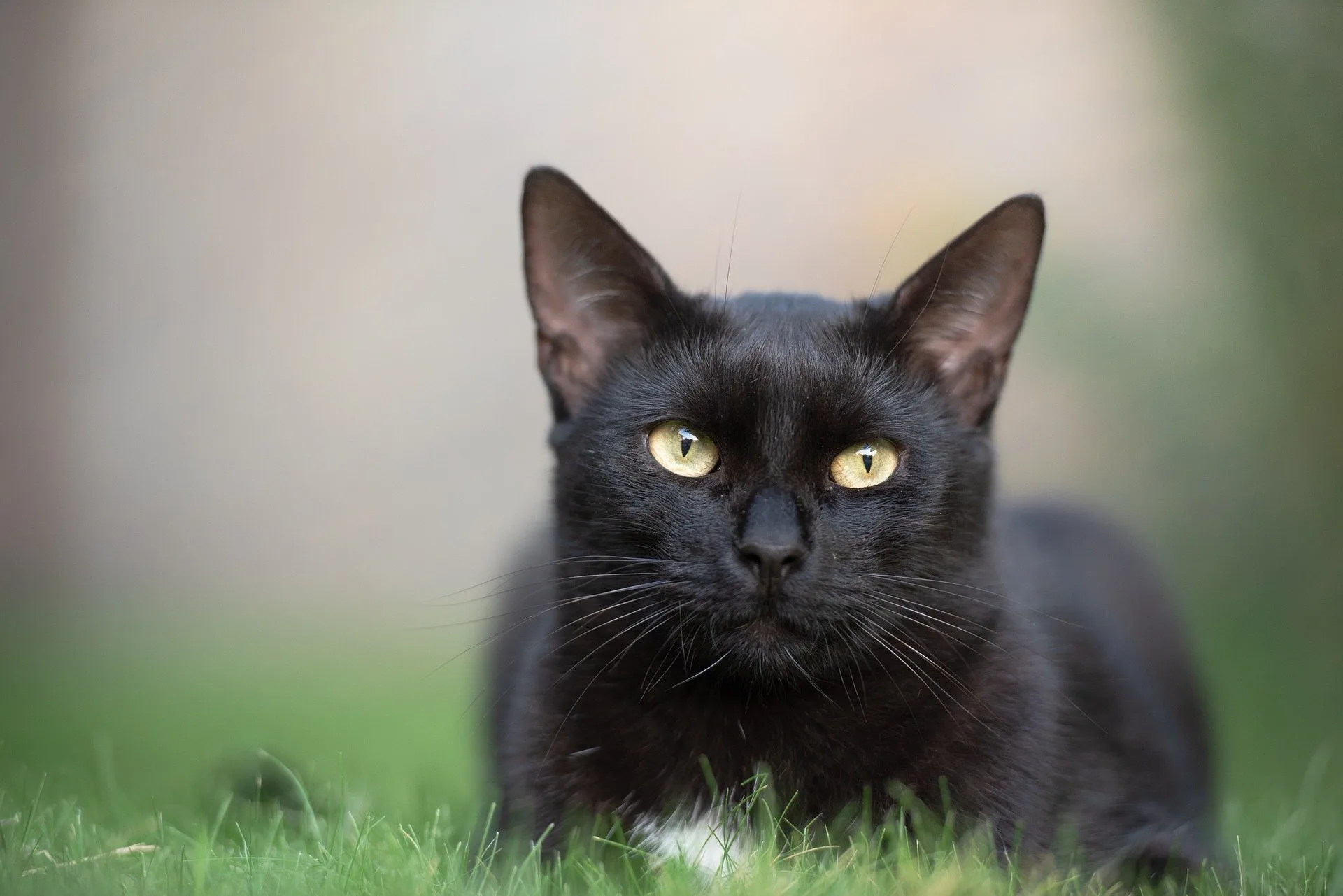 Sexta-feira 13: mitos e superstições dificultam adoção de gatos pretos