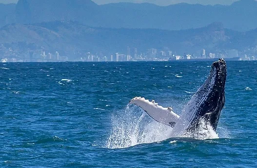 VÍDEOS | Baleia e golfinhos são vistos no ES e encantam; saiba como fazer o passeio