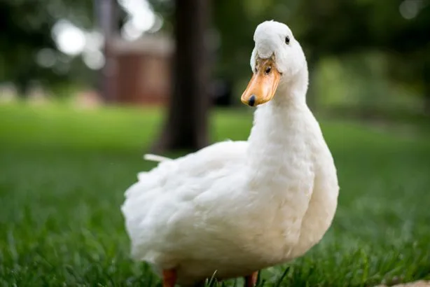 Gripe aviária no ES: aves em sítio da Serra são sacrificadas