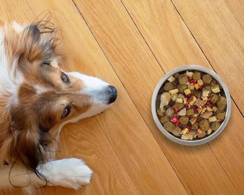 Alimentação é o segmento que mais fatura no setor pet