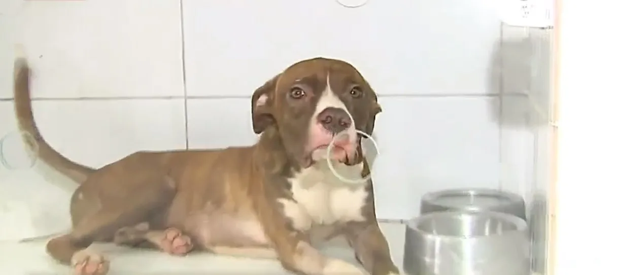 Animais resgatados em apartamento de Vila Velha poderão ser adotados