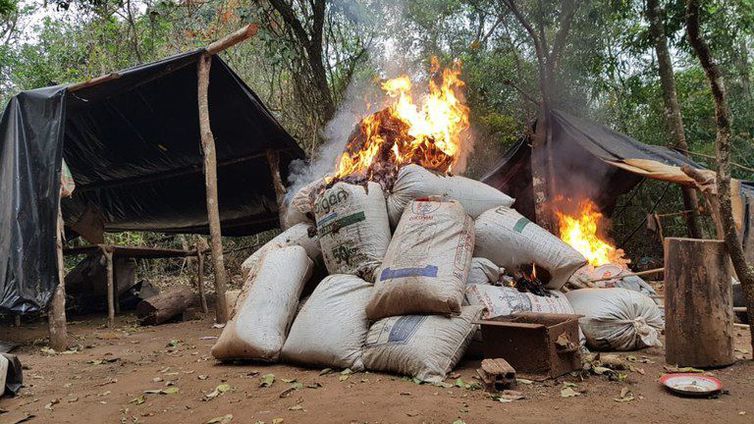 PF destrói 3 mil toneladas de maconha de plantações no Paraguai