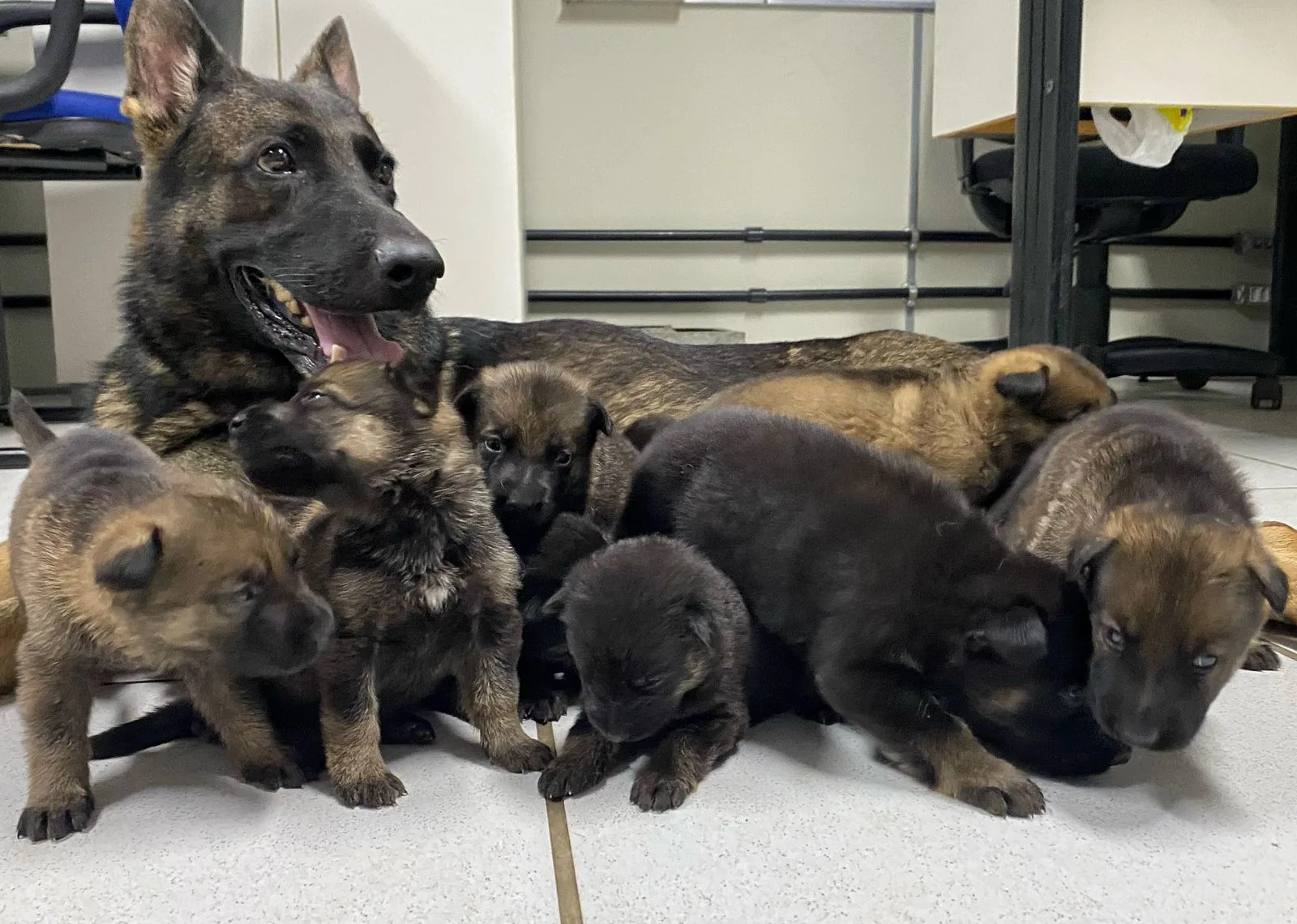 "Doguinhos de elite": vídeo mostra crescimento dos futuros cães farejadores da PM