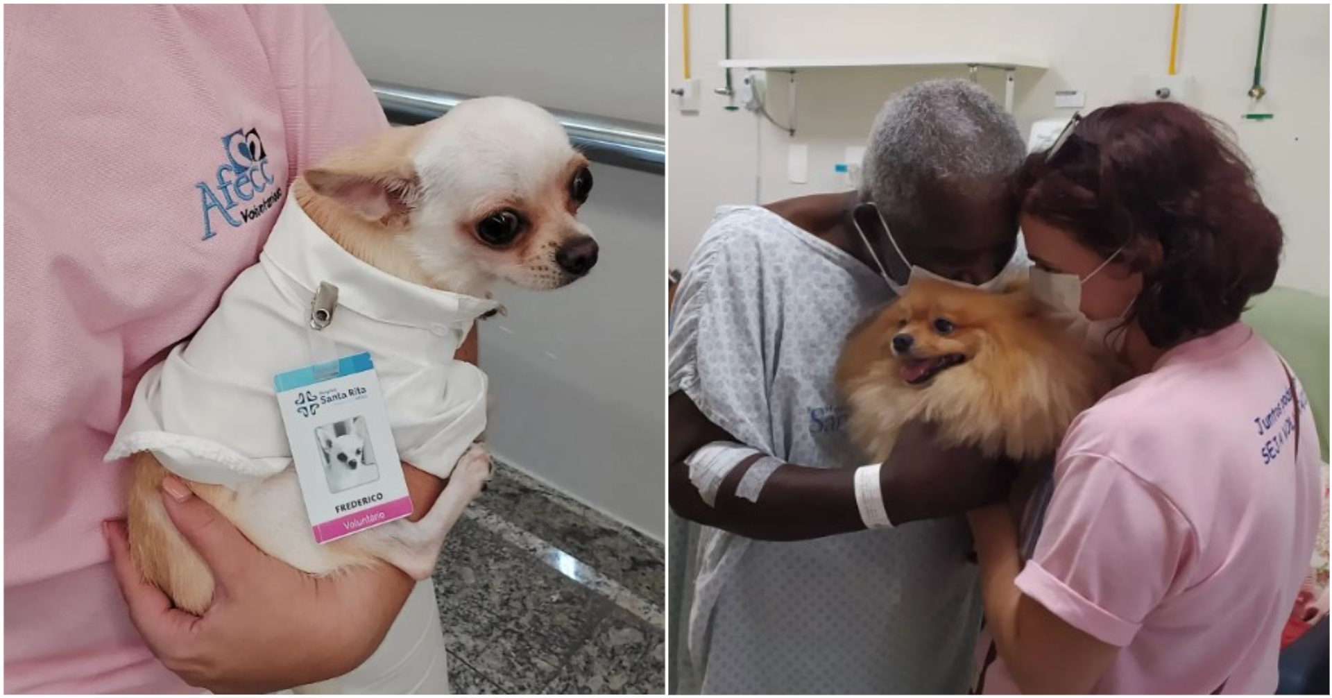 Cães terapeutas ajudam na recuperação de pacientes em hospital do ES