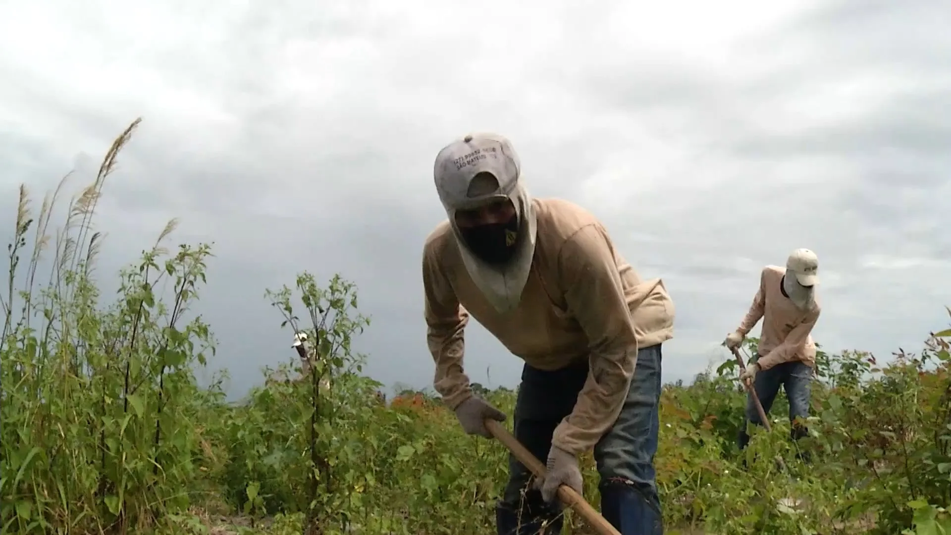 Ciência do cultivo de florestas, a silvicultura transforma comunidade quilombola capixaba