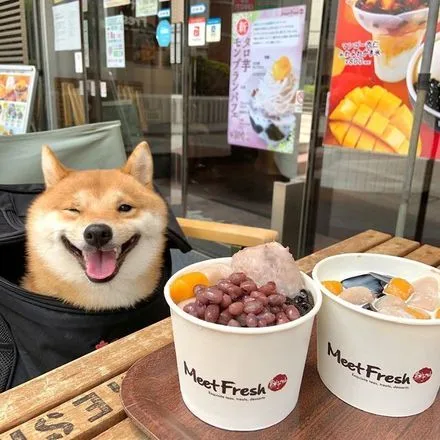 Cachorro sorri sempre que vê comida e fica famoso nas redes sociais