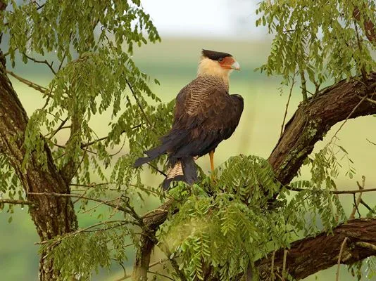 Núcleo Ambiental Água Santa do Cerrado é inaugurado no Triângulo Mineiro