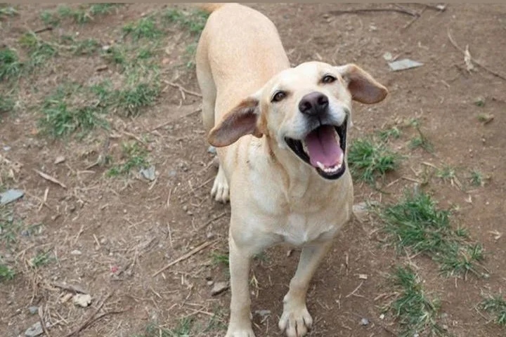 Capixabas podem adotar pets em feira neste sábado na Serra