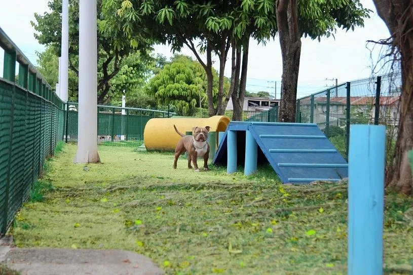 Serra oferece locais de diversão para os pets; veja onde