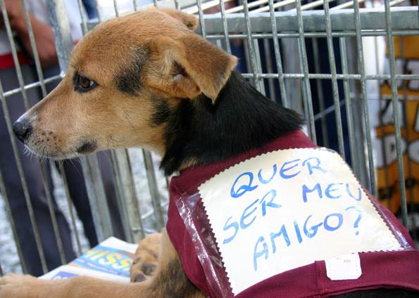 SOPAES promove feira de adoção de cães e gatos