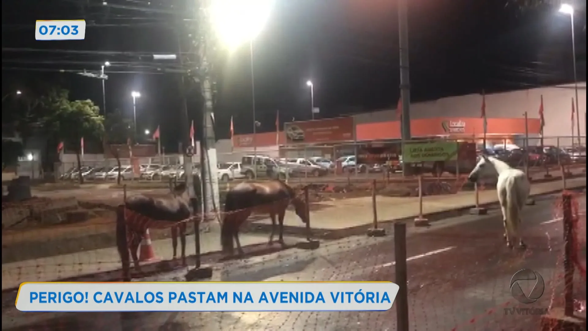 Virou roça. Cavalos são flagrados desfilando em Vitória