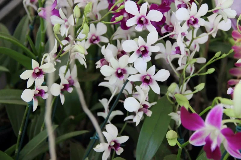 Quinta edição de Exposição de Orquídeas é realizada na região serrana