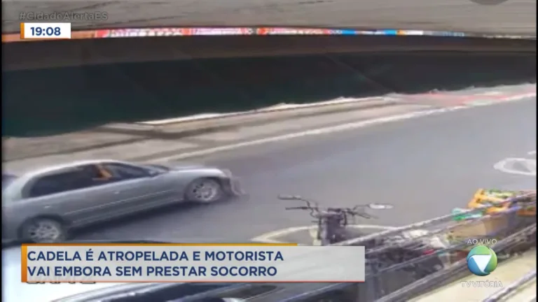 Cadela é atropelada e motorista vai embora sem prestar socorro