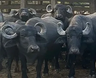 Agro Business deste domingo mostra as criações de búfalo no ES