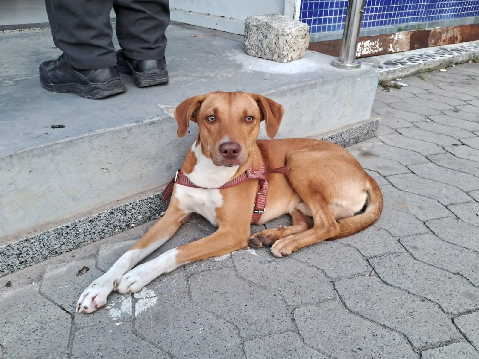 Cachorro chora na porta de delegacia após tutor ser preso em Vila Velha