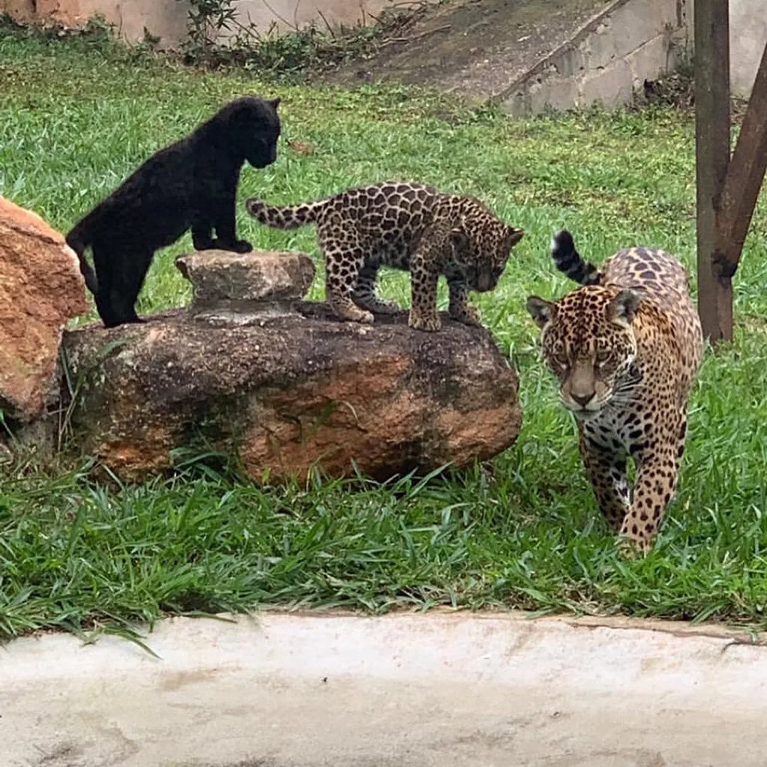 Bióloga atacada por onça em zoológico do ES recebe alta