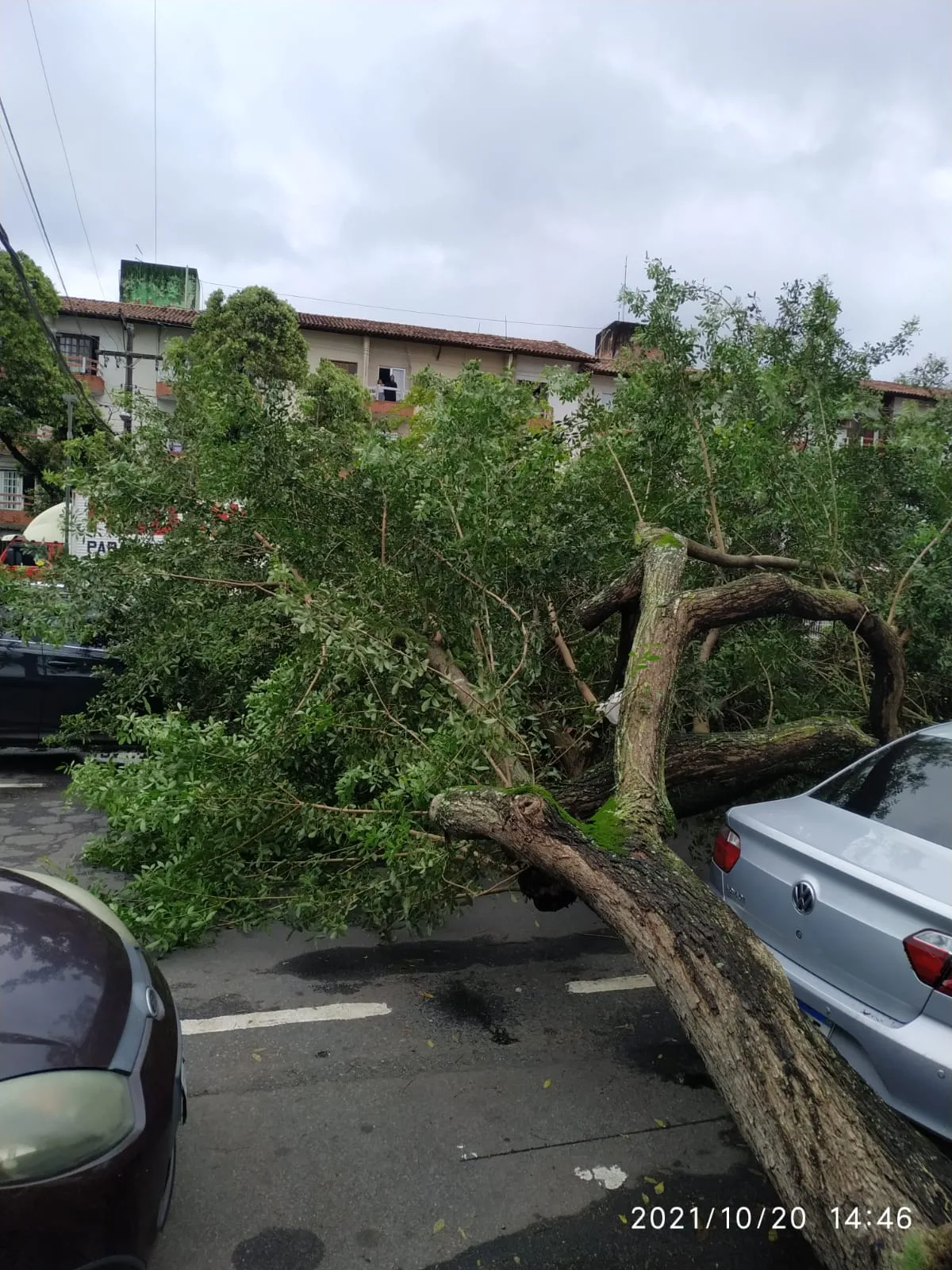 Árvore cai em cima de carros e interdita rua em Jardim Camburi