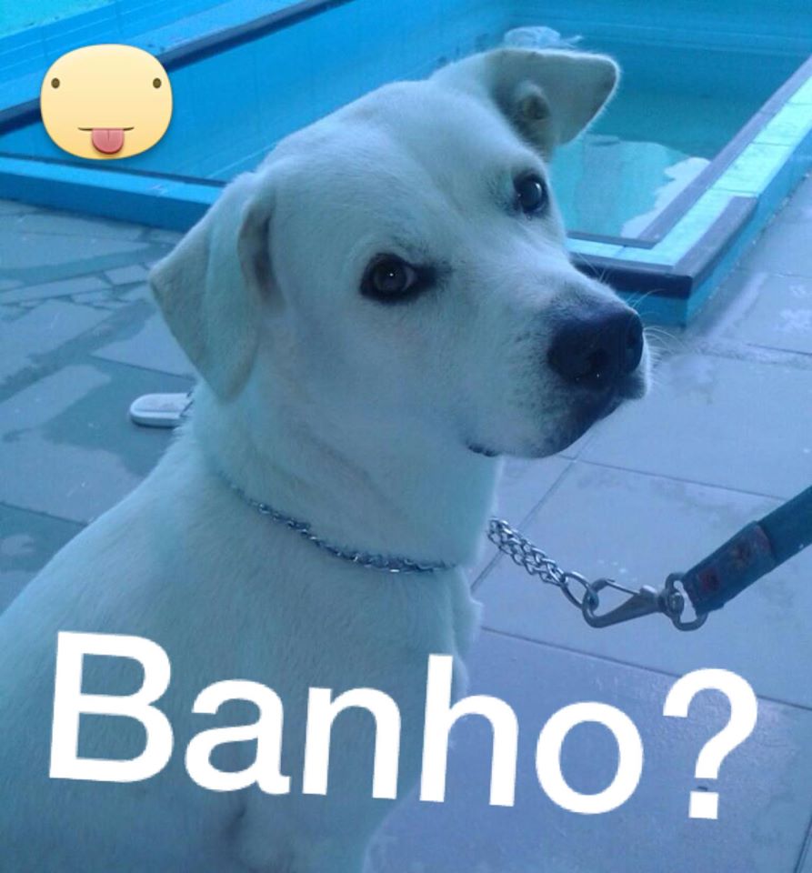 Parece que o cãozinho Thor não é muito fã de banhos!