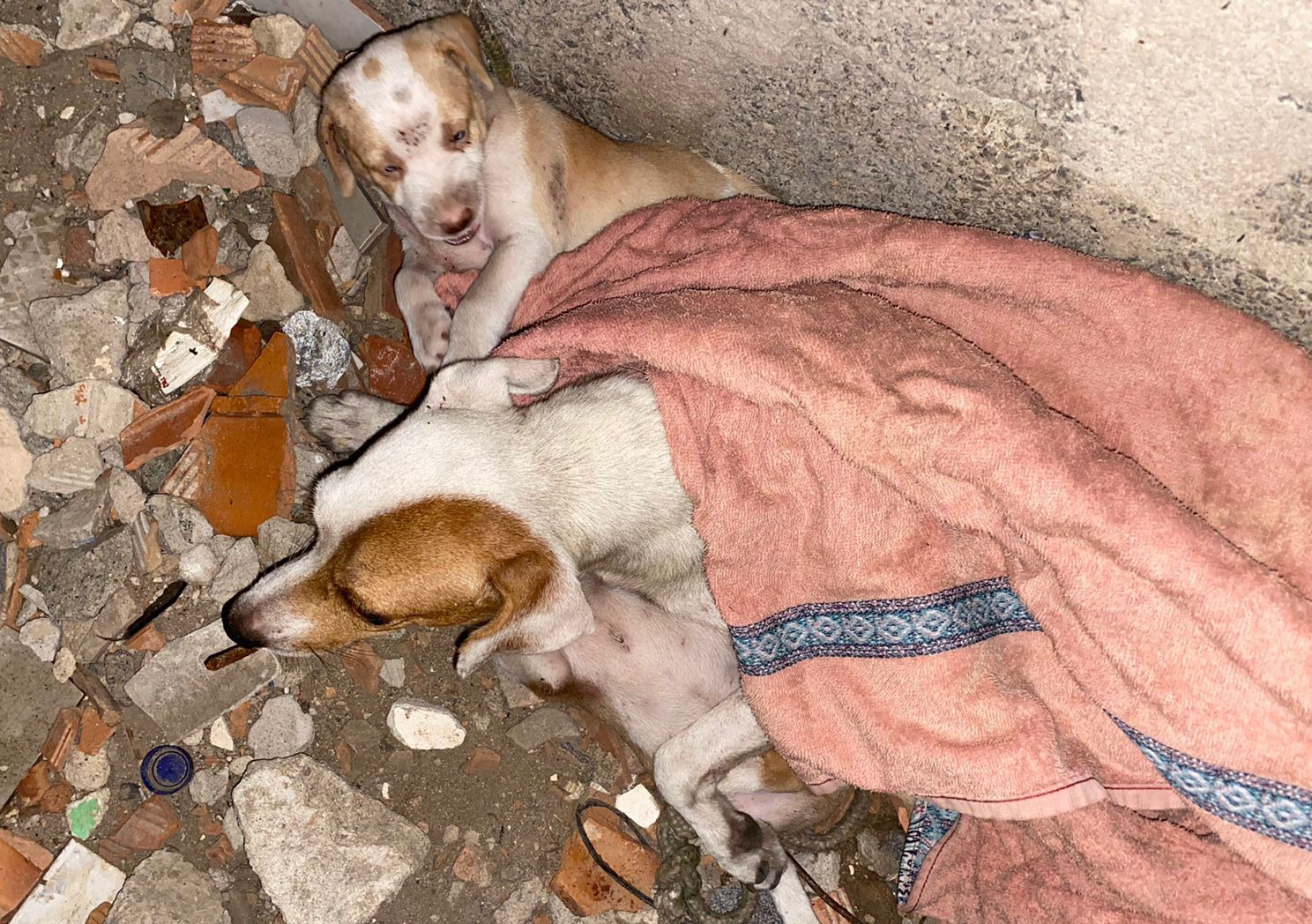 Cães desnutridos e um morto: idoso de 70 anos é detido por maus-tratos em Vila Velha