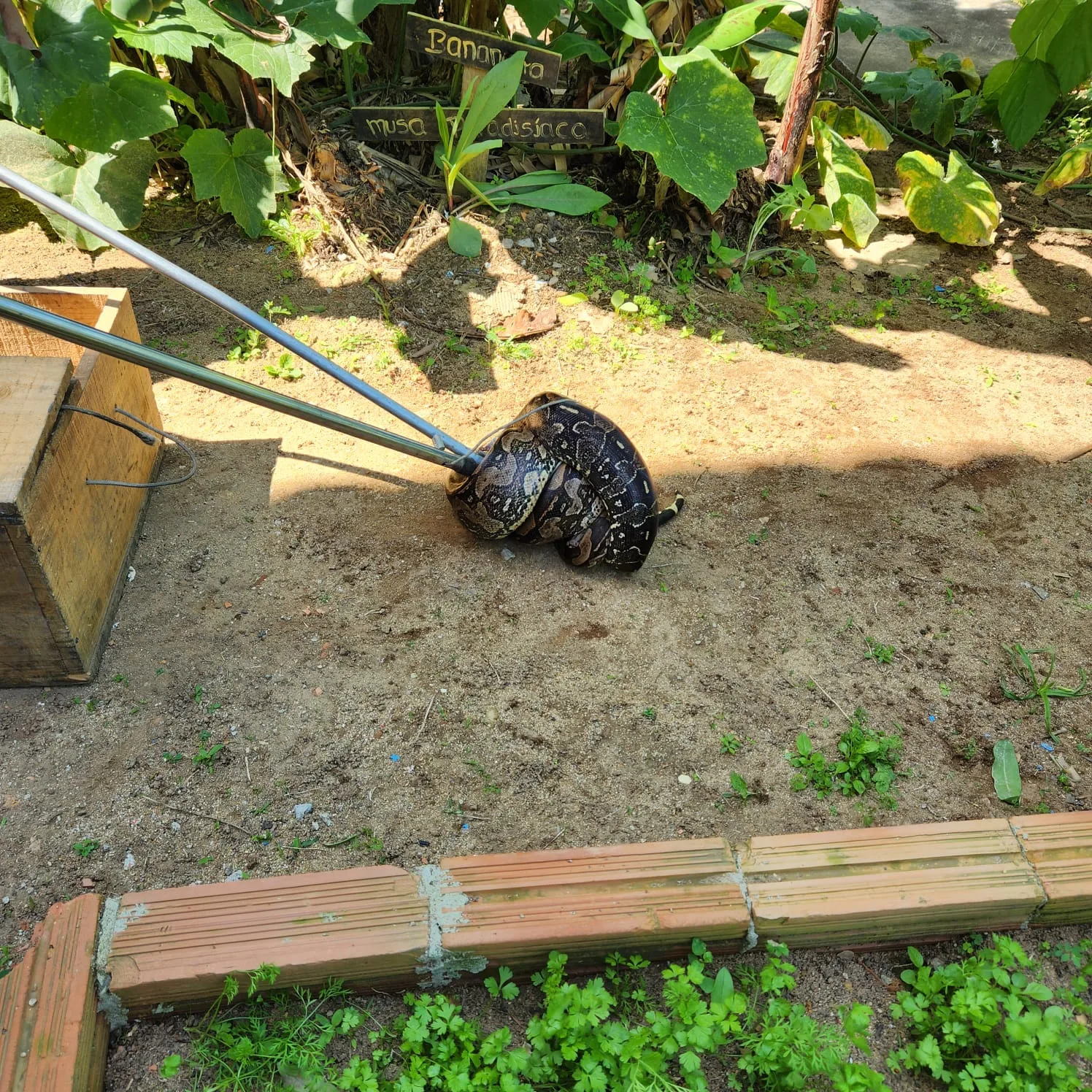 Cobra entra em cano de escola em Guarapari e bombeiros são acionados