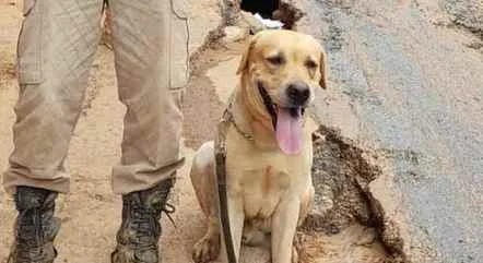 Morre cão que ajudava na busca e resgate de vítimas de ciclone no RS