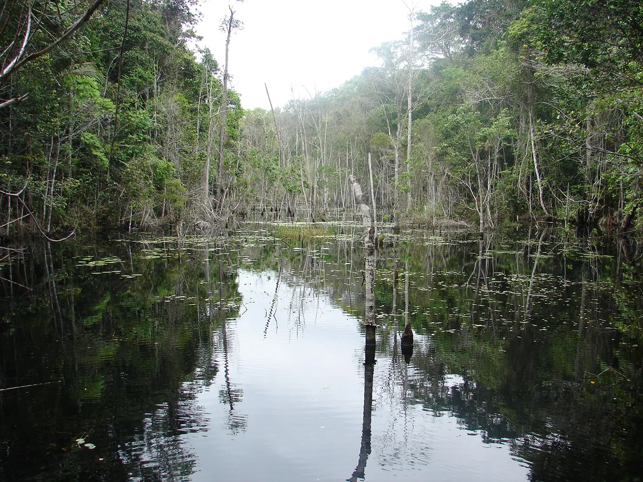 Zonas de proteção ambiental são delimitadas em São Mateus e Pinheiros