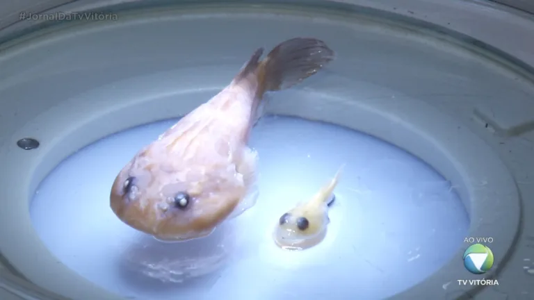 Pesquisadores capixabas descobrem uma nova espécie de peixe