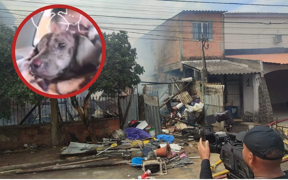 Cachorro resgatado em incêndio na Serra não resiste aos ferimentos e morre